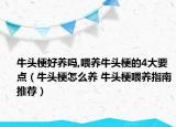 牛头梗好养吗,喂养牛头梗的4大要点（牛头梗怎么养 牛头梗喂养指南推荐）