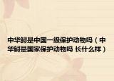 中华鲟是中国一级保护动物吗（中华鲟是国家保护动物吗 长什么样）