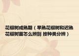 花椒树成熟期（早熟花椒树和迟熟花椒树苗怎么辨别 按种类分辨）