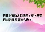 胡萝卜苗怕太阳晒吗（萝卜苗要晒太阳吗 需要怎么做）