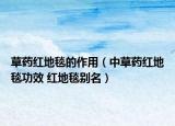 草药红地毯的作用（中草药红地毯功效 红地毯别名）