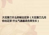 大花蕙兰什么时候出花芽（大花蕙兰几月份出花芽 什么气温最适合其生长）