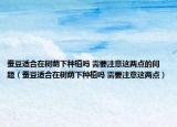 蚕豆适合在树荫下种植吗 需要注意这两点的问题（蚕豆适合在树荫下种植吗 需要注意这两点）