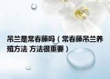 吊兰是常春藤吗（常春藤吊兰养殖方法 方法很重要）