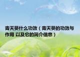 青天葵什么功效（青天葵的功效与作用 以及它的简介信息）