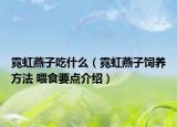 霓虹燕子吃什么（霓虹燕子饲养方法 喂食要点介绍）