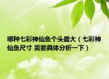 哪种七彩神仙鱼个头最大（七彩神仙鱼尺寸 需要具体分析一下）