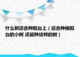 什么树适合种阳台上（适合种植阳台的小树 还能种这样的树）