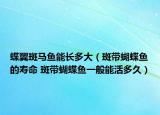 蝶翼斑马鱼能长多大（斑带蝴蝶鱼的寿命 斑带蝴蝶鱼一般能活多久）