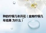 种的柠檬几年开花（盆栽柠檬几年结果 为什么）