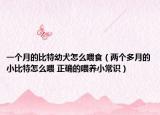 一个月的比特幼犬怎么喂食（两个多月的小比特怎么喂 正确的喂养小常识）