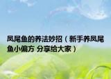 凤尾鱼的养法妙招（新手养凤尾鱼小偏方 分享给大家）