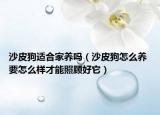 沙皮狗适合家养吗（沙皮狗怎么养 要怎么样才能照顾好它）