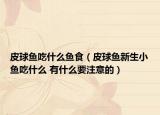 皮球鱼吃什么鱼食（皮球鱼新生小鱼吃什么 有什么要注意的）