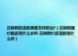 花椒树的流胶病害怎样防治?（花椒树腐烂脱皮用什么农药 花椒树烂皮流胶用什么药）