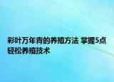 彩叶万年青的养殖方法 掌握5点轻松养殖技术