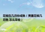 花椒在几月份成熟（黄盖花椒几月熟 怎么采收）
