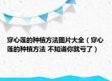 穿心莲的种植方法图片大全（穿心莲的种植方法 不知道你就亏了）
