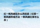 红一帆风顺花怎么养旺盛（红撑一帆风顺养殖方法 一帆风顺红掌怎么养）