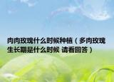 肉肉玫瑰什么时候种植（多肉玫瑰生长期是什么时候 请看回答）