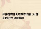 杜仲花有什么功效与作用（杜仲花的功效 来看看吧）