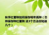 秋季红薯秧如何保存明年再种（怎样保存种红薯秧 这3个方法你知道几个）