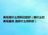 黄尾用什么饵料比较好（用什么钓黄尾最快 选择什么饵料好）