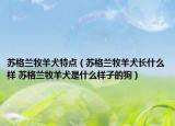 苏格兰牧羊犬特点（苏格兰牧羊犬长什么样 苏格兰牧羊犬是什么样子的狗）