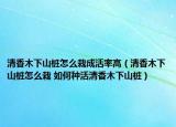 清香木下山桩怎么栽成活率高（清香木下山桩怎么栽 如何种活清香木下山桩）