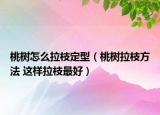 桃树怎么拉枝定型（桃树拉枝方法 这样拉枝最好）
