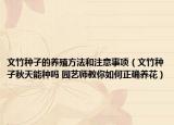 文竹种子的养殖方法和注意事项（文竹种子秋天能种吗 园艺师教你如何正确养花）