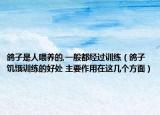 鸽子是人喂养的,一般都经过训练（鸽子饥饿训练的好处 主要作用在这几个方面）