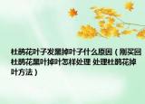 杜鹃花叶子发黑掉叶子什么原因（刚买回杜鹃花黑叶掉叶怎样处理 处理杜鹃花掉叶方法）