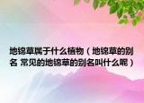 地锦草属于什么植物（地锦草的别名 常见的地锦草的别名叫什么呢）