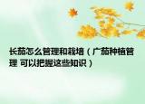 长茄怎么管理和栽培（广茄种植管理 可以把握这些知识）