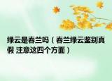 绿云是春兰吗（春兰绿云鉴别真假 注意这四个方面）