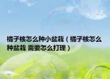 橘子核怎么种小盆栽（橘子核怎么种盆栽 需要怎么打理）