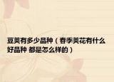 豆荚有多少品种（春季荚花有什么好品种 都是怎么样的）