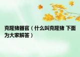 克隆猪器官（什么叫克隆猪 下面为大家解答）