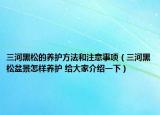三河黑松的养护方法和注意事项（三河黑松盆景怎样养护 给大家介绍一下）