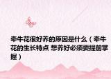 牵牛花很好养的原因是什么（牵牛花的生长特点 想养好必须要提前掌握）