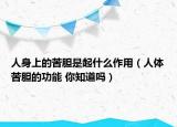 人身上的苦胆是起什么作用（人体苦胆的功能 你知道吗）