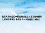 韭菜入冬前最后一茬是割还是留（韭菜越冬前什么时间停止釆割 韭菜最后一次割是什么时候）