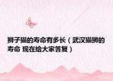狮子猫的寿命有多长（武汉猫狮的寿命 现在给大家答复）
