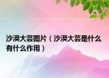 沙漠大芸图片（沙漠大芸是什么 有什么作用）
