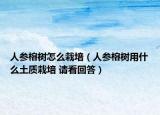 人参榕树怎么栽培（人参榕树用什么土质栽培 请看回答）