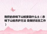 刚挖的赤楠下山桩要栽什么土（赤楠下山桩养护方法 需做好这些工作）