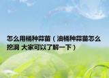 怎么用桶种蒜苗（油桶种蒜苗怎么挖洞 大家可以了解一下）