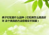鸽子红轮是什么品种（红轮鸽怎么挑选好坏 这个挑选的方法你肯定不知道）
