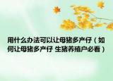 用什么办法可以让母猪多产仔（如何让母猪多产仔 生猪养殖户必看）